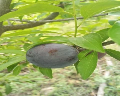Fresh Plum for sale in Solan