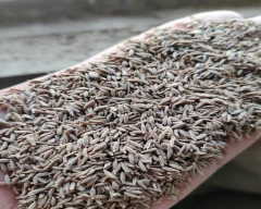 Singapore 99 Jeera for sale in Kolkata