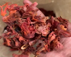 Full red Mace Flower for sale in Idukki