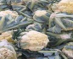 Hybrid Cauliflower for sale in Mandsaur