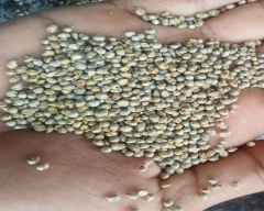 Normal Bajra for sale in Amreli