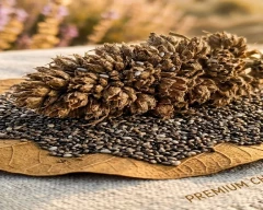 Normal Chia seed for sale in Osmanabad
