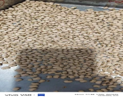 Normal Cowpea for sale in Annamayya
