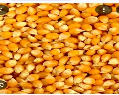A Grade Quality Maize for sale in Guntur