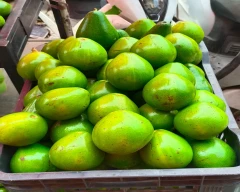 Normal Avocado for sale in Bengaluru Urban