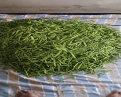 Hybrid Cluster Beans for sale in Sikar