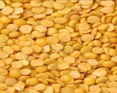 Indian Chana Dal for sale in Bhopal