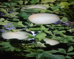 Normal Muskmelon for sale in Erode