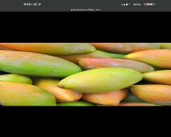 Totapuri Mango for sale in Chittoor
