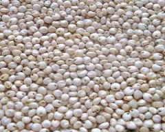 Organic Jowar for sale in Dhule