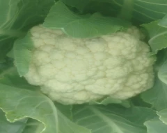 NBH - HAPPY (101) Cauliflower for sale in Indore
