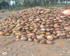Normal Desiccated Coconut for sale in Chitradurga