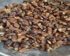 A Grade Quality Mahua for sale in Rajnandgaon