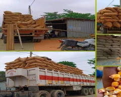 A Grade Quality Maize for sale in Saharsa