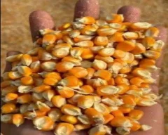 A Grade Quality Maize for sale in Supaul