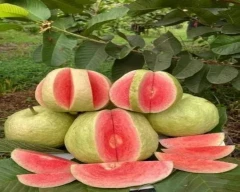 Red Diamond Guava for sale in Bengaluru Rural