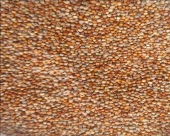 A Grade Quality Ragi for sale in Bengaluru Rural
