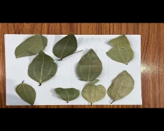 Normal Bay leaf for sale in Kolkata