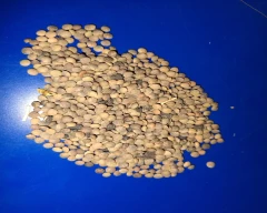 French Masoor for sale in Sagar