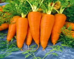 Hybrid Carrot for sale in Chikballapur