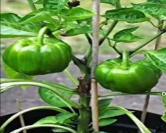 Normal Capsicum for sale in Baran