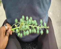 Natural Castor Seed for sale in Coimbatore
