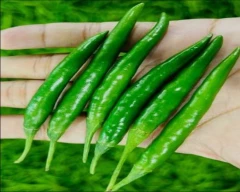 G4 Green Chilli for sale in Nashik