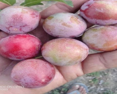 Fresh Plum for sale in Almora