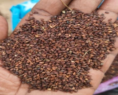 A Grade Quality Sesame for sale in Prakasam