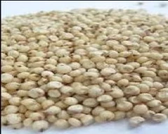 Hybrid Jowar for sale in Ahmednagar