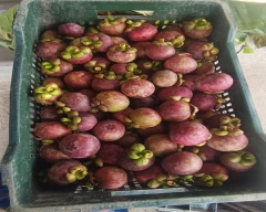 Normal Mangosteen for sale in Tenkasi