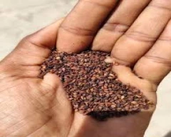 A Grade Quality Sesame for sale in Tiruvallur