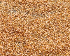 Normal Bajra for sale in Bhagalpur