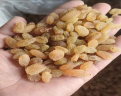 Golden Dry Grapes for sale in Vijayapura