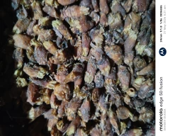 Normal Mahua for sale in Kondagaon