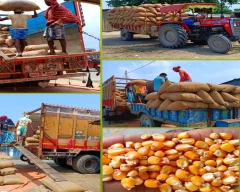 A Grade Quality Maize for sale in Banka