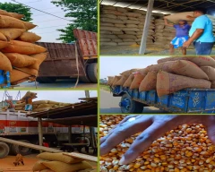 A Grade Quality Maize for sale in Khagaria