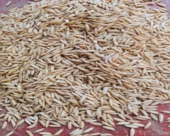 Pusa Basmati - 1692 Paddy for sale in Saharanpur