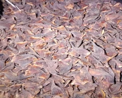 A Grade Quality Star Anise for sale in Udalguri