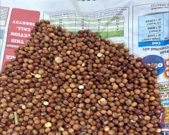 Indian Tur for sale in Nagpur