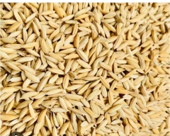 Normal Paddy for sale in Bemetara