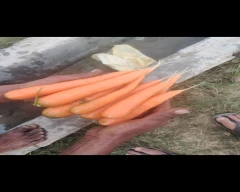 Zubera Carrot for sale in Bulandshahr
