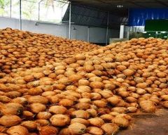 Large Coconut for sale in Tenkasi