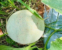Hybrid Muskmelon for sale in Annamayya