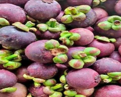 Normal Mangosteen for sale in Idukki