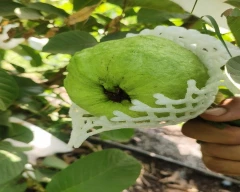 Taiwan Pink Guava for sale in Nashik