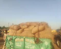 Hybrid Castor Seed for sale in Jalore