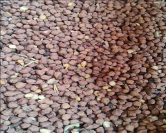 Besan Flour Chana for sale in Adilabad