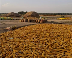 A Grade Quality Maize for sale in Bastar