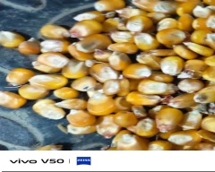 A Grade Quality Maize for sale in Darbhanga